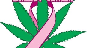 Marijuana Effective in the Treatment of Breast Cancer