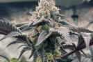 White runtz strain: lineage, information, effects, and potency